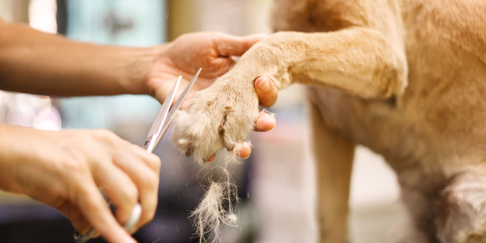 Four Additional Services to Add To Your Dog's Grooming Appointment